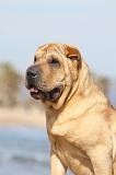 SHAR-PEI 769